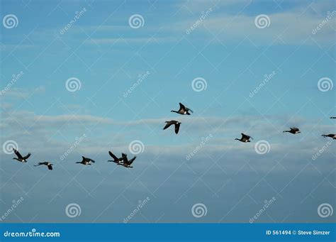 Heading South stock photo. Image of geese, dusk, horizontal - 561494