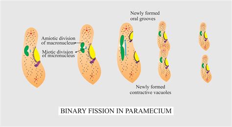 Binary Fission In Paramecium