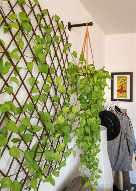 DIY Live Plant Wall (for under $100) - Melissa Frusco | Indoor plant wall, Plant wall, Plant ...