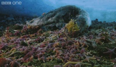 Starfish GIF - Find & Share on GIPHY