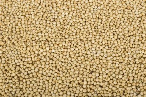 Indian Jowar Grain, Organic at Rs 25/kilogram in Osmanabad | ID: 18458824330