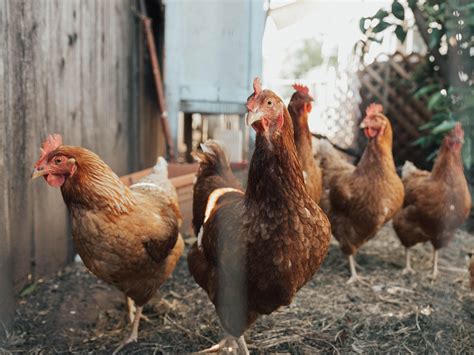 Sauvez une poule de l'abattoir pour seulement 2,50€