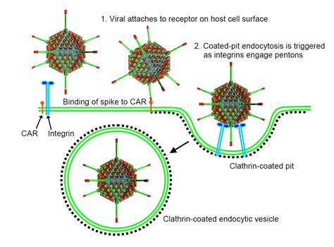 Adenovirus