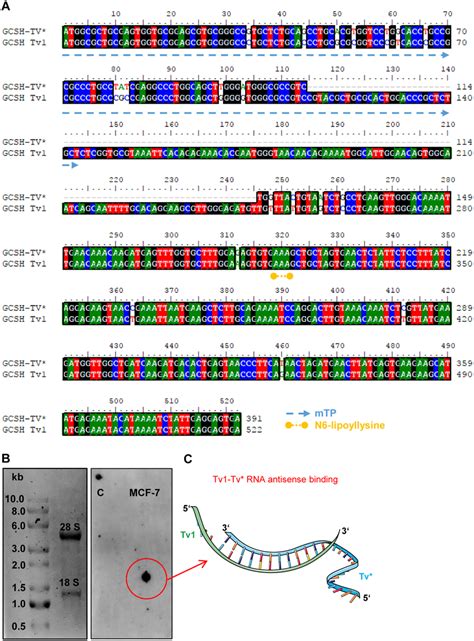 Sequence alignment and RNA-binding study. (A) Nucleotide sequence ...