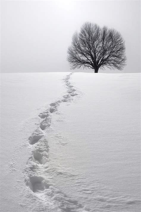 Pin by Ellen LaCapria on Black and White | Snow photography, Winter scenes, Winter photography