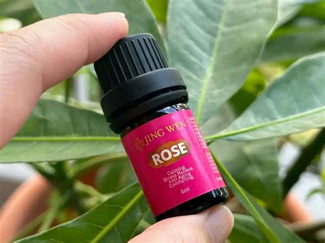 Organic Rose Oil 5ml for Calming, Stress Relieve, Anti Aging and Comfo ...