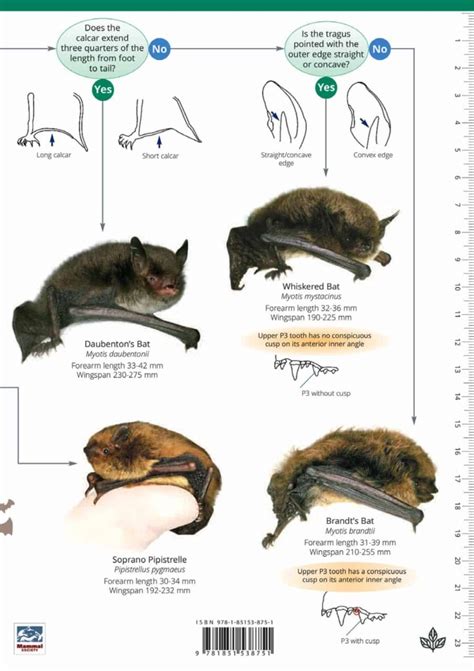 A Guide to British Bats | NHBS Field Guides & Natural History