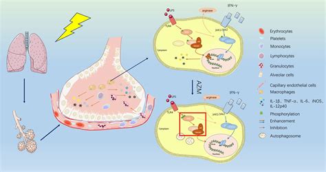 Frontiers | Immunomodulatory role of azithromycin: Potential ...