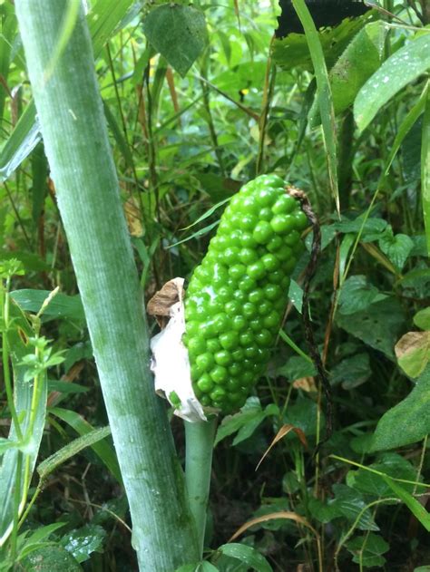 Very weird plant (Name?) in the Wildflowers forum - Garden.org