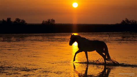 🔥 [88+] Horses at Sunset Wallpapers | WallpaperSafari