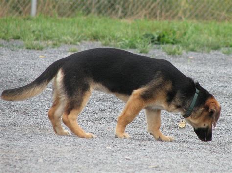 Basset Hound German Shepherd Mix Puppy