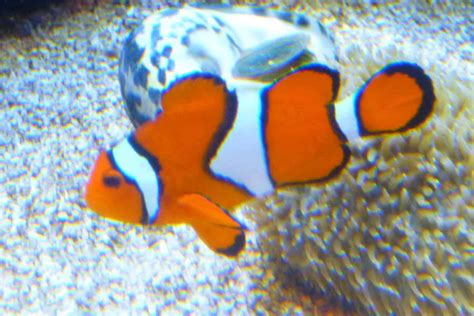 Fish(es) of the Week: Clownfish & Blue Tang - Aquatic Veterinary Services