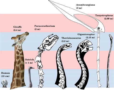 The Average Length of a Giraffe’s Neck: Exploring Variations in Size ...