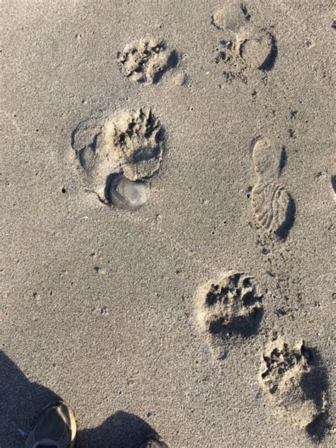 Black Bear tracks at Shell Beach. – Mendonoma Sightings