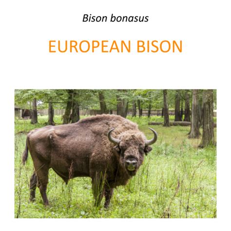 European bison conservation program – Fundacja Zoo Wrocław DODO