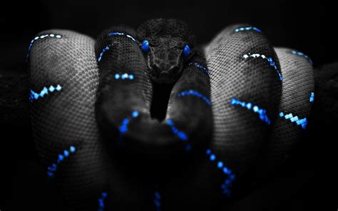 Fondos de pantalla : 1440x900 px, Animales, Boa constrictor, Colorante ...