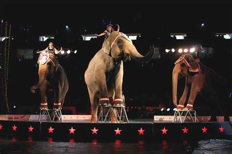 Touring Circuses in the United States and Beyond - WanderWisdom