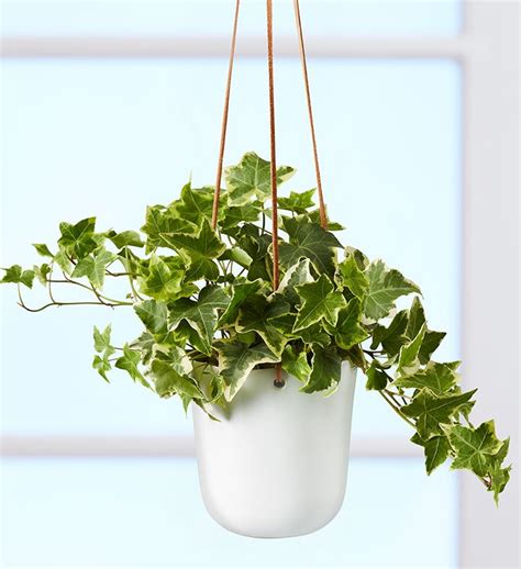 English Ivy Hanging Plant from 1-800-FLOWERS.COM