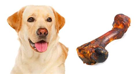 What Happens If A Dog Eats Too Much Bones