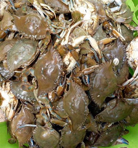 River Crab(10to 12pcs ) – Okads SEAFOOD