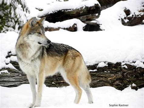 Endangered Mexican wolf treks north of I-40 in New Mexico – Lobos of the Southwest