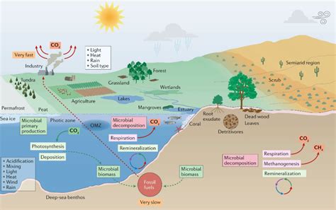 Fig. 1: Microorganisms and climate change in marine and terrestrial biomes. — Boston Tree ...