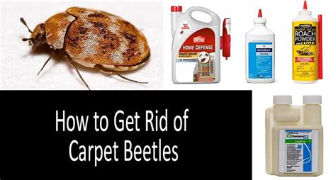 How to Get Rid of Carpet Beetles: TOP Best Sprays, Traps & Powders 2022 ...