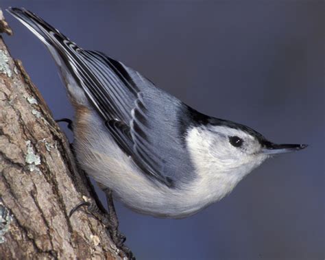 Village Life: It’s been a little hard to write about nuthatches | East Village Magazine