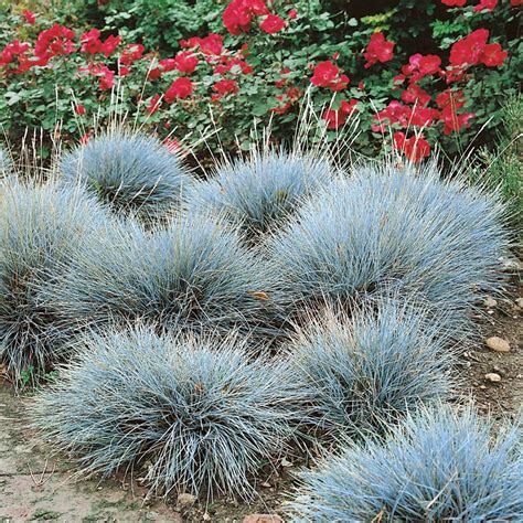 Blue Fescue Seed - Festuca Cinerea Ornamental Grass Seeds