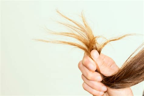 How Do I Treat Dry Brittle Hair at Bud Bannister blog