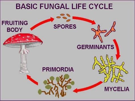 Fungi Reproduction, Fungi Life Cycle Biology Lesson PowerPoint, Spore…