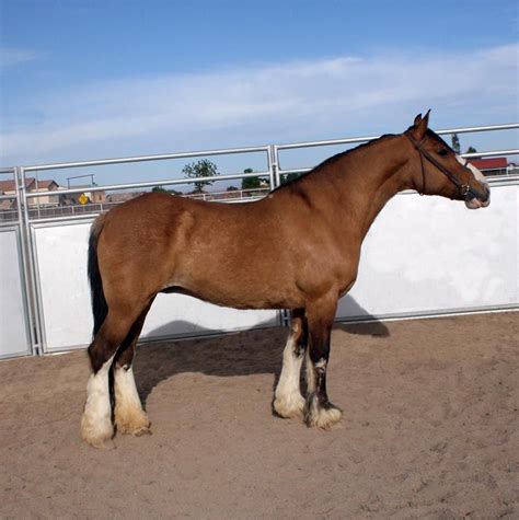 Draft Quarter Horse Cross Brown Paint Color | #The Expert