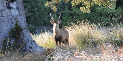 Hog Deer Hunting Victoria Melbourne Australia