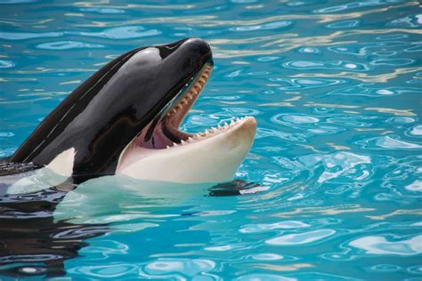 50 Killer Whale Facts That Will Blow Your Mind - Facts.net