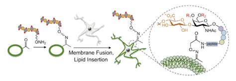 Neuroplasticity & CS - HSIEH-WILSON LAB