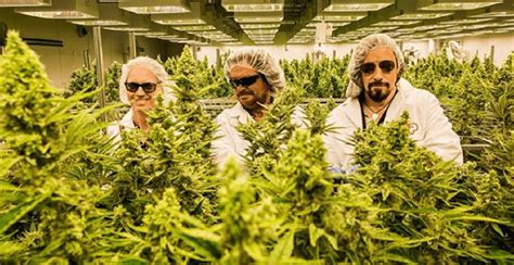 Celebrities are the latest cannabis accessory in the Canadian market | Grow