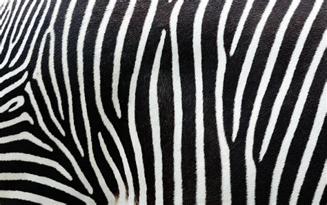 Close-up View Of Zebra Stripes by Freder