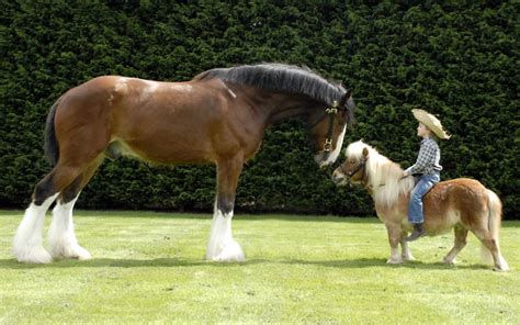 What is the difference between a horse and a pony?