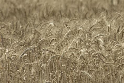 rye field Wheat wallpaper 2544794 Stock Photo at Vecteezy