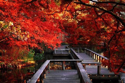 VanDusen Botanical Garden | Bloedel Conservatory | | Fall flowers garden, Autumn garden ...