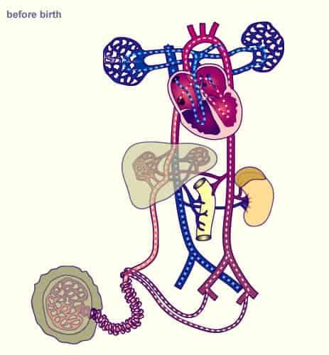 Fetal Circulation Animation