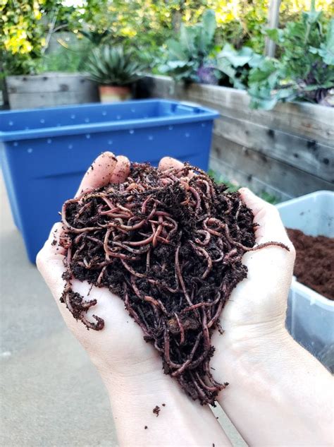 Diy Worm Bin Tote : Cheap And Easy Worm Bin - Wooden garden compost bin ...