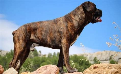 Most Popular Pitbull Mastiff Mix Brindle | Pitbull Puppies