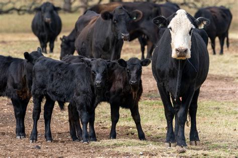 Calf Prices Strengthen, Cattle Herd Shrinking - Austin County News Online