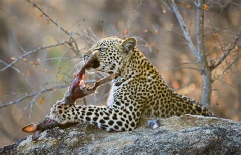 What Do Leopards Eat? Facts About Their Diet and Lifestyle