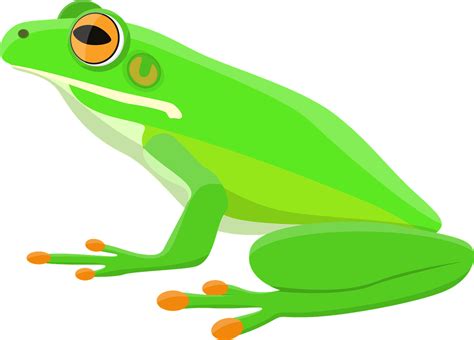 Download Frog, Tree Frog, Amphibian. Royalty-Free Vector Graphic ... - Clip Art Library