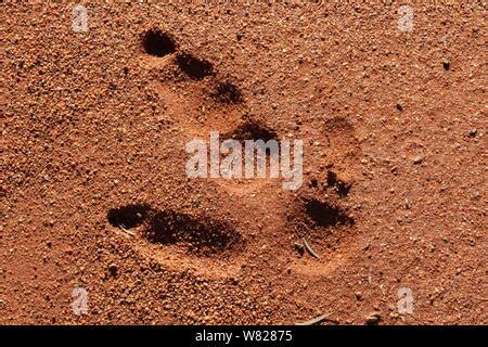 Emu Footprint Stock Photo: 47193868 - Alamy