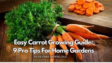 Easy Carrot Growing Guide: 9 Pro Tips For Home Gardens