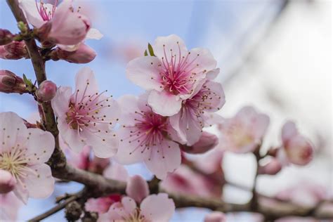 Visiting Japan to view the Plum Blossom