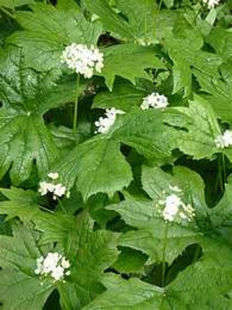 The Beth Chatto Gardens - C - D > Diphylleia > Diphylleia cymosa